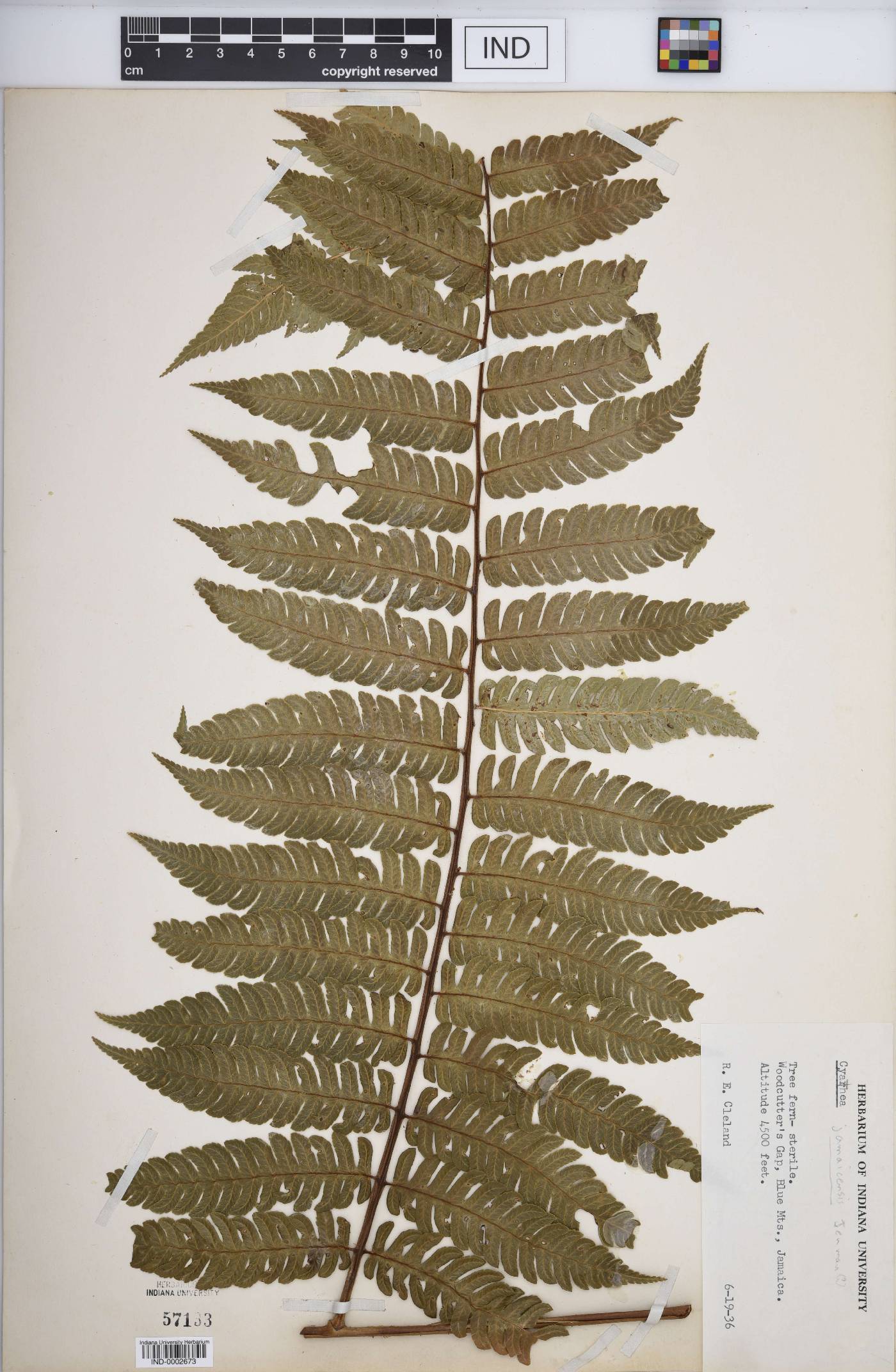 Cyathea jamaicensis image