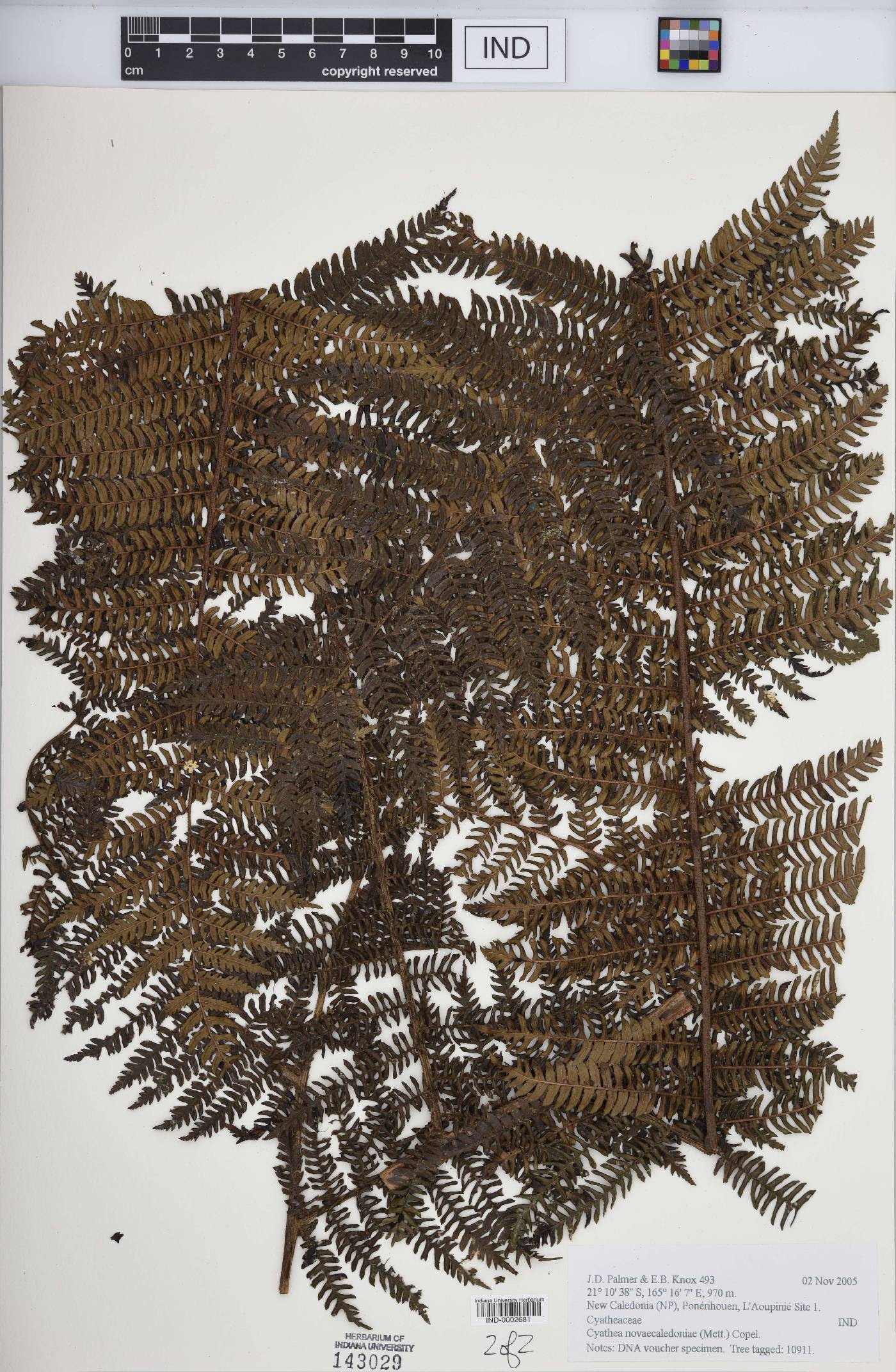 Cyathea novae-caledoniae image