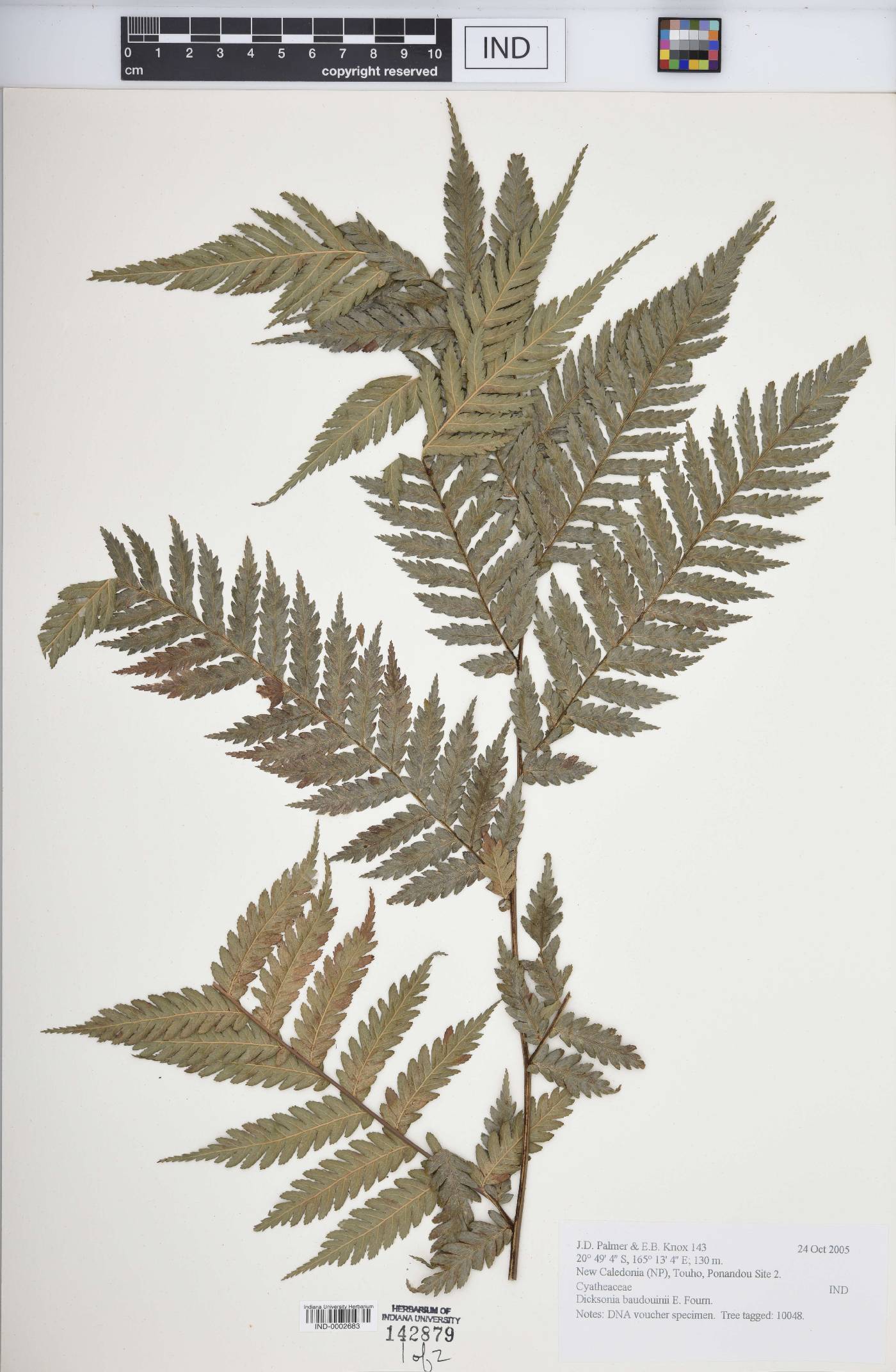 Dicksonia baudouinii image