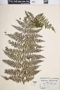 Dicksonia rubiginosa image