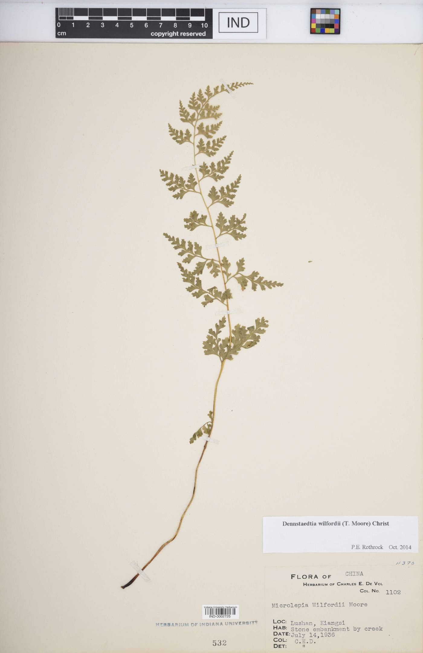 Dennstaedtia wilfordii image