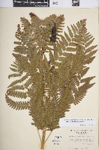 Pteridium aquilinum var. latiusculum image