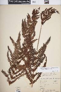 Pteridium aquilinum var. latiusculum image