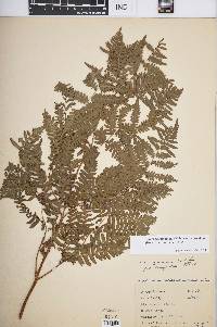 Pteridium aquilinum var. latiusculum image