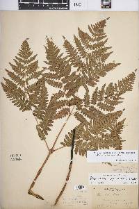 Pteridium aquilinum var. latiusculum image