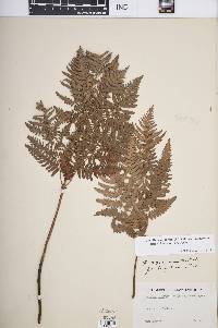 Pteridium aquilinum var. latiusculum image