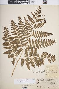 Pteridium aquilinum var. latiusculum image