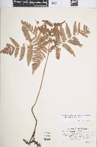 Pteridium aquilinum var. latiusculum image