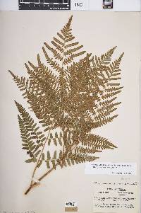 Pteridium aquilinum var. latiusculum image