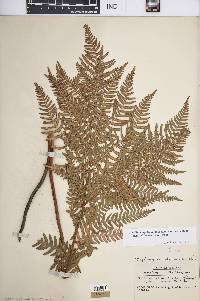 Pteridium aquilinum var. latiusculum image