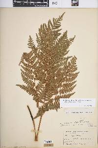 Pteridium aquilinum var. latiusculum image