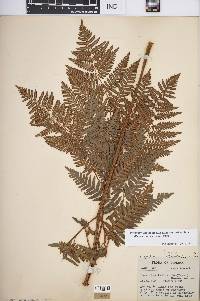 Pteridium aquilinum var. latiusculum image