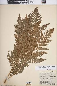 Pteridium aquilinum var. latiusculum image