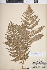 Pteridium aquilinum var. latiusculum image