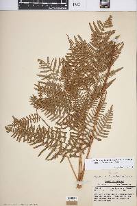 Pteridium aquilinum var. latiusculum image