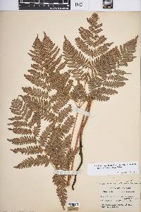 Pteridium aquilinum var. latiusculum image