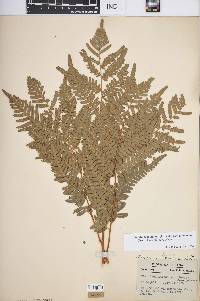 Pteridium aquilinum var. latiusculum image