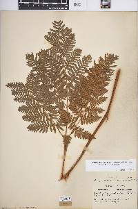 Pteridium aquilinum var. latiusculum image