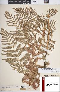 Pteridium aquilinum subsp. pseudocaudatum image