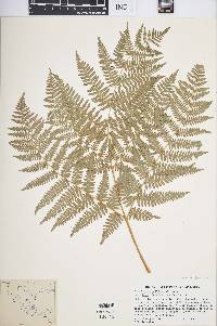 Pteridium aquilinum var. feei image