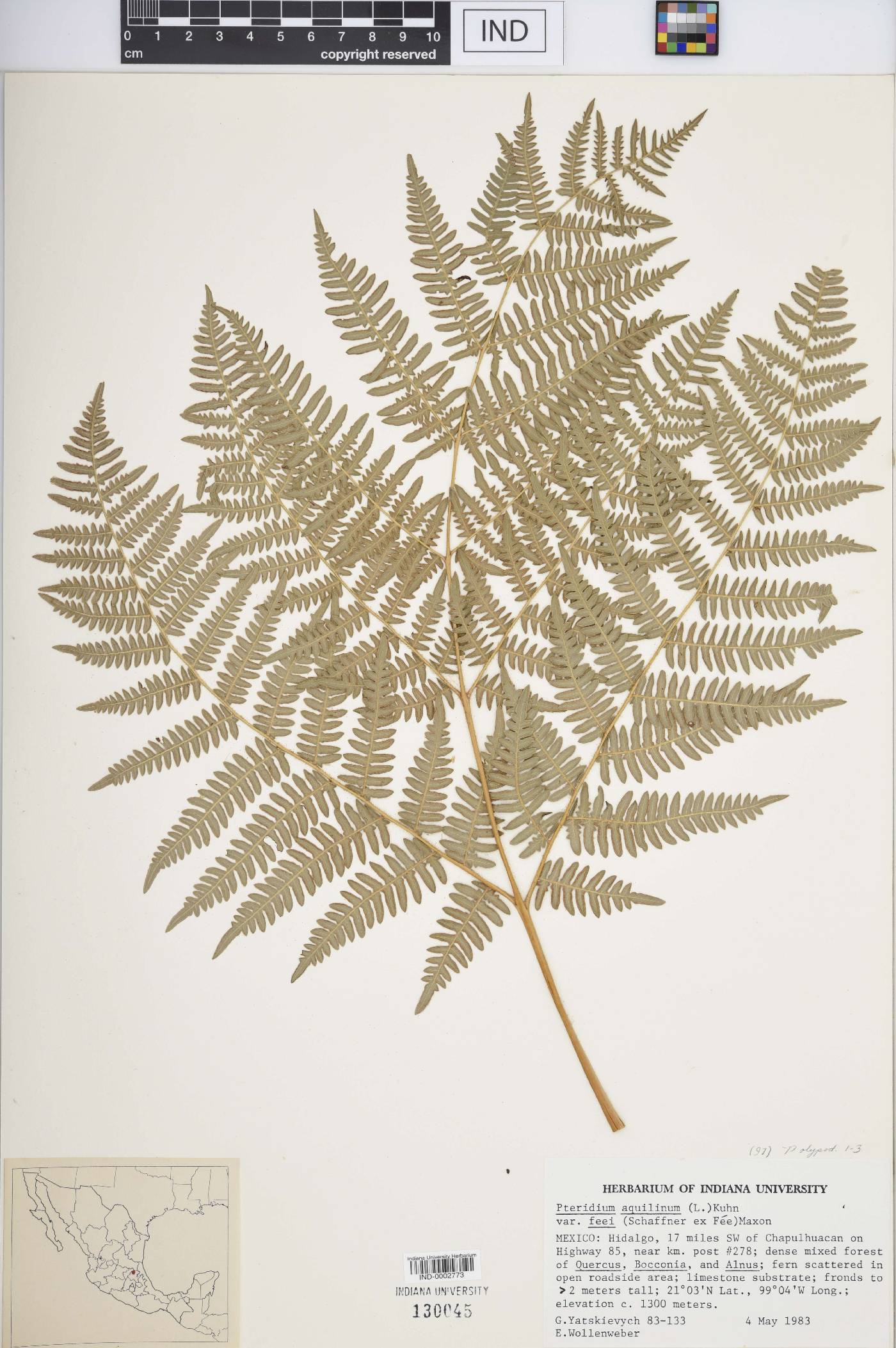 Pteridium aquilinum var. feei image