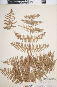 Pteridium aquilinum subsp. aquilinum image