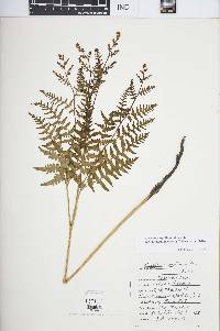 Pteridium aquilinum var. latiusculum image