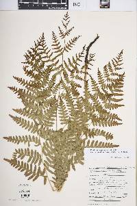 Pteridium aquilinum var. latiusculum image