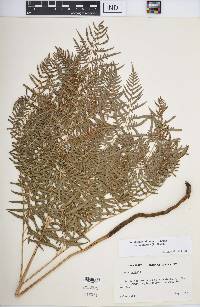 Pteridium aquilinum var. caudatum image