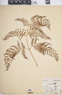 Pteridium aquilinum var. caudatum image