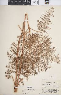 Pteridium aquilinum var. caudatum image