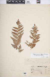 Pteridium aquilinum var. latiusculum image