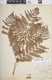 Pteridium aquilinum var. latiusculum image