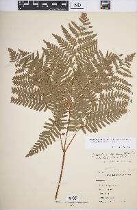 Pteridium aquilinum var. latiusculum image