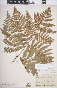 Pteridium aquilinum var. latiusculum image