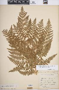 Pteridium aquilinum var. latiusculum image