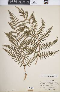 Pteridium aquilinum var. latiusculum image