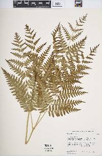 Pteridium aquilinum var. latiusculum image