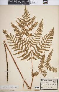 Pteridium aquilinum var. latiusculum image