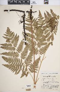 Pteridium aquilinum var. latiusculum image