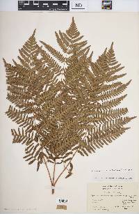 Pteridium aquilinum var. latiusculum image