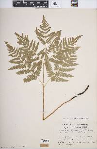 Pteridium aquilinum var. latiusculum image