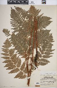 Pteridium aquilinum var. latiusculum image