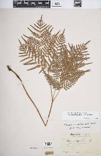 Pteridium aquilinum subsp. pseudocaudatum image