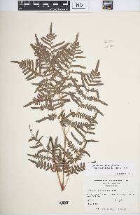 Pteridium aquilinum subsp. pseudocaudatum image