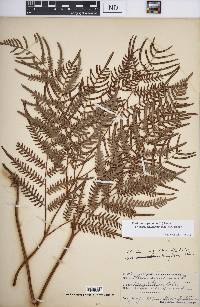 Pteridium aquilinum subsp. pseudocaudatum image