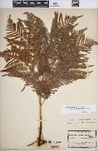 Pteridium aquilinum subsp. pseudocaudatum image