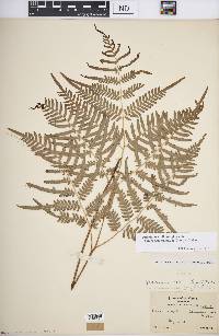 Pteridium aquilinum subsp. pseudocaudatum image