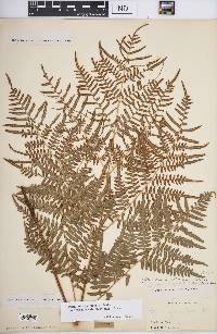 Pteridium aquilinum subsp. pseudocaudatum image