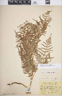 Pteridium aquilinum subsp. pseudocaudatum image